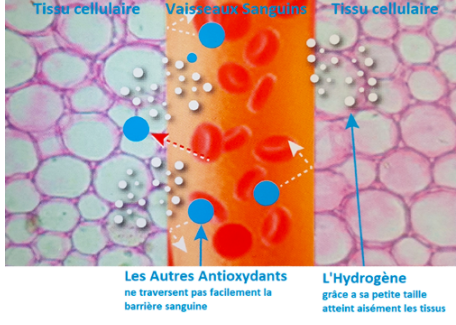 "L'Hydrogène est le carburant de la vie"     